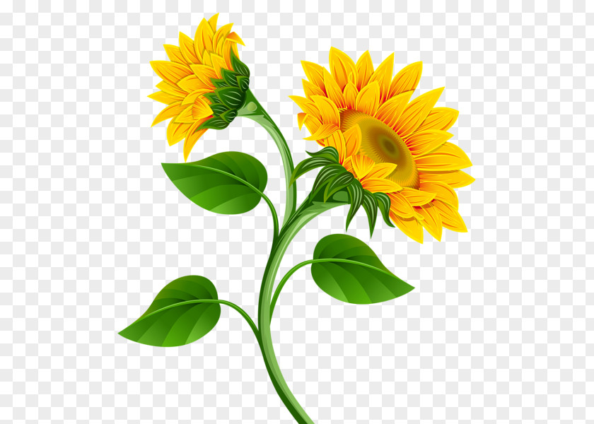 Sunflowers Common Sunflower Clip Art PNG