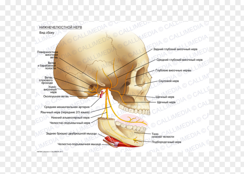 Ear Mandibular Nerve Auriculotemporal Mandible PNG