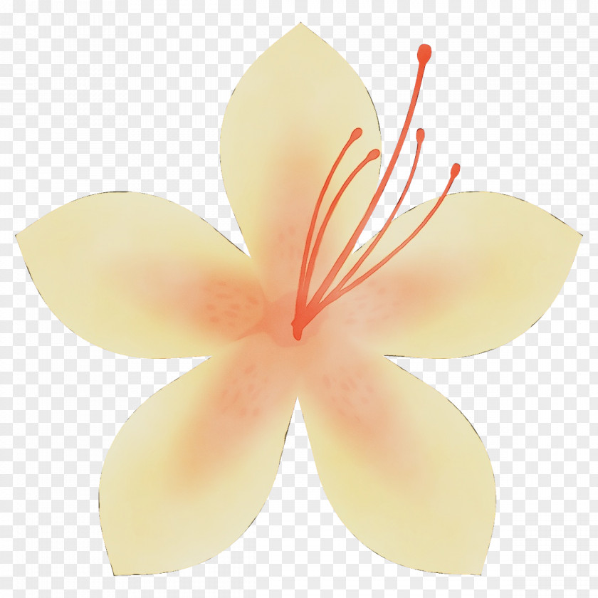 Flowering Plant Pedicel Petal Flower Frangipani Hibiscus PNG