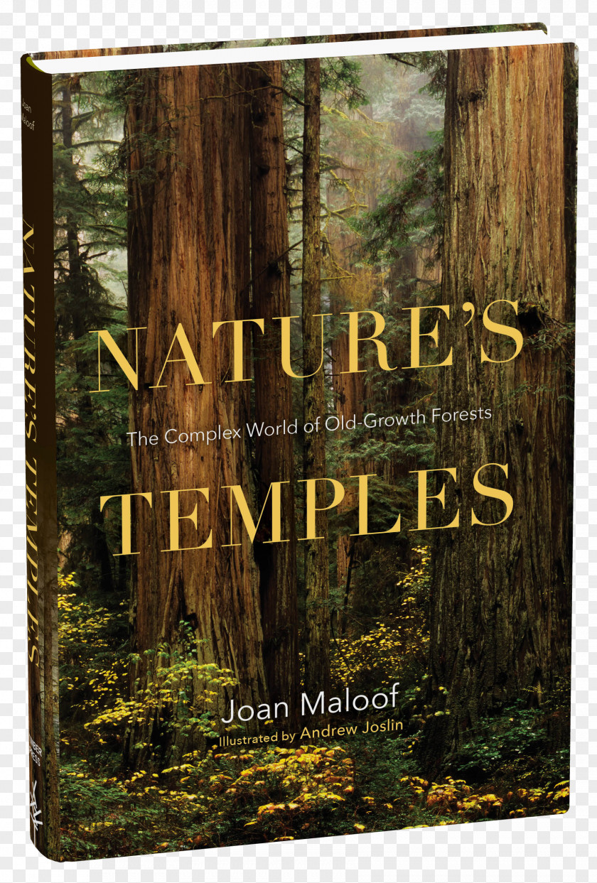 Forest Nature's Temples: The Complex World Of Old-Growth Forests Among Ancients: Adventures In Eastern Tree PNG