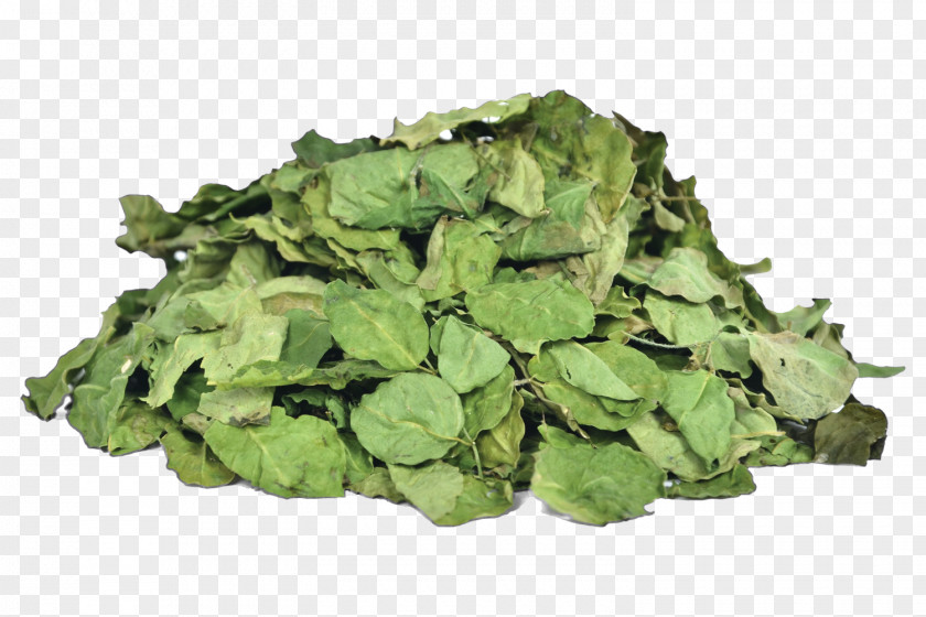 Moringa Organic Food Drumstick Tree Leaf Vegetable Herb Vegetarian Cuisine PNG