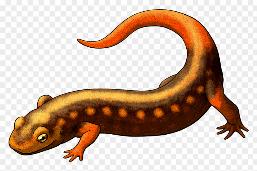 Salamander Newt Vertebrate Caeciliidae Reptile PNG