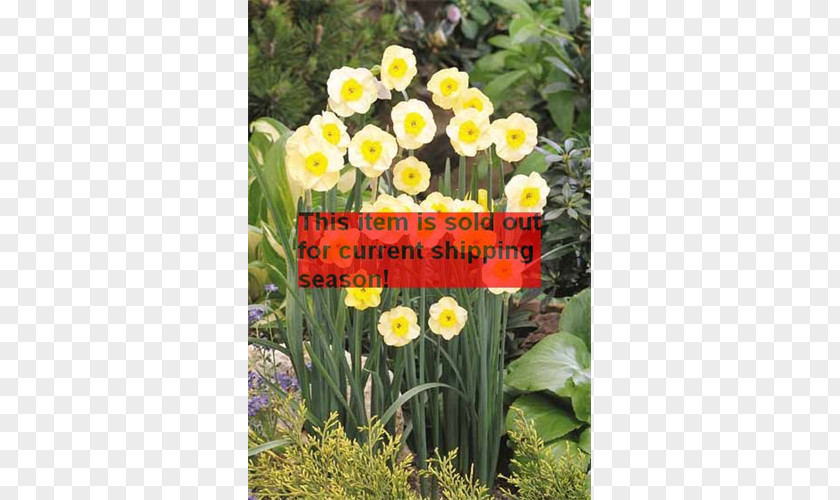 Tulip Narcissus Petal Herbaceous Plant Lawn PNG