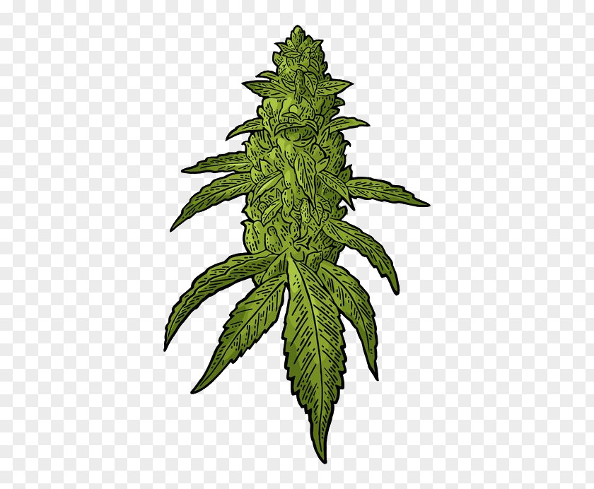 Cannabis Royalty-free Drawing Hemp PNG