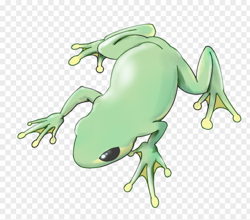 Frog Tree True Toad Reptile PNG