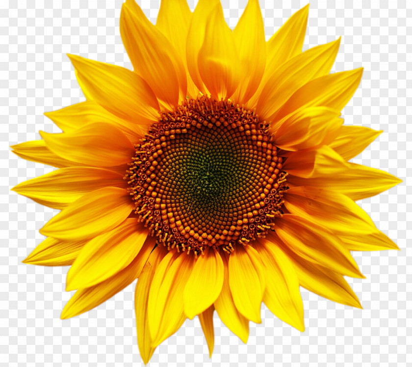 Icosahedral Desktop Wallpaper Stock.xchng Sunflower Image Stock Photography PNG