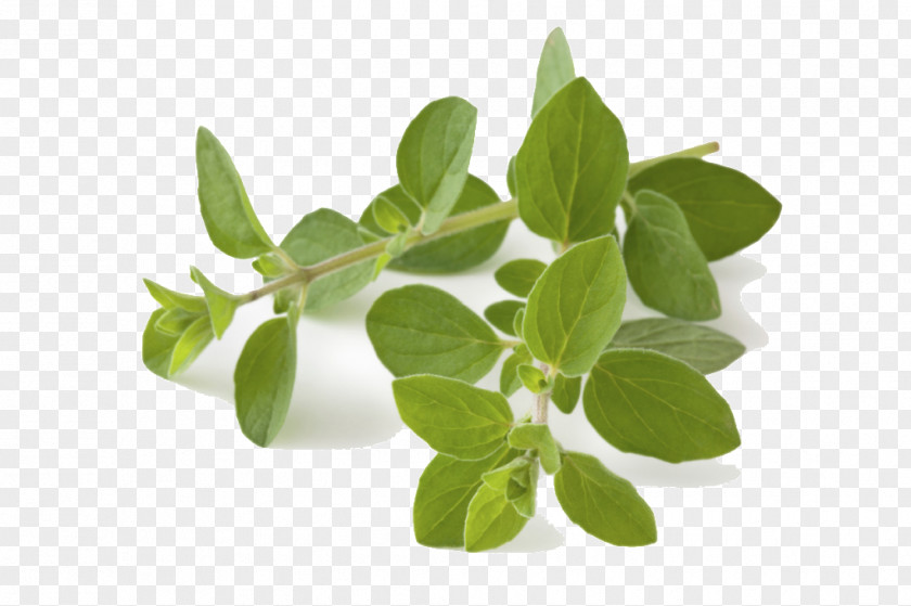 Leaf Oregano Herb Greek Cuisine Food Spice PNG