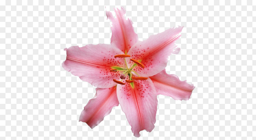Lily Lilium Candidum Pink Flowers PNG