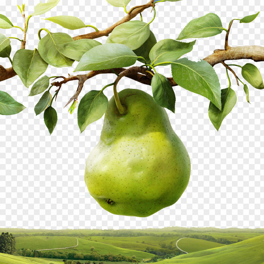Pear Tree PNG