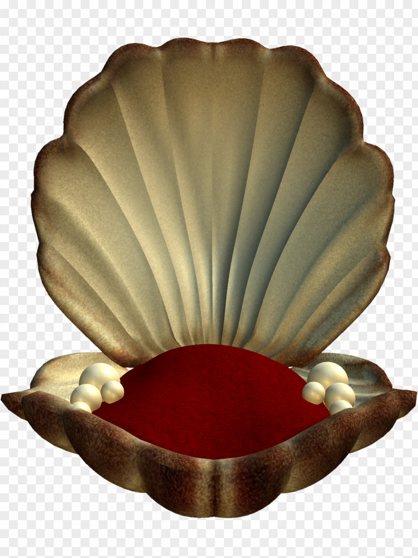Seashell Download PNG