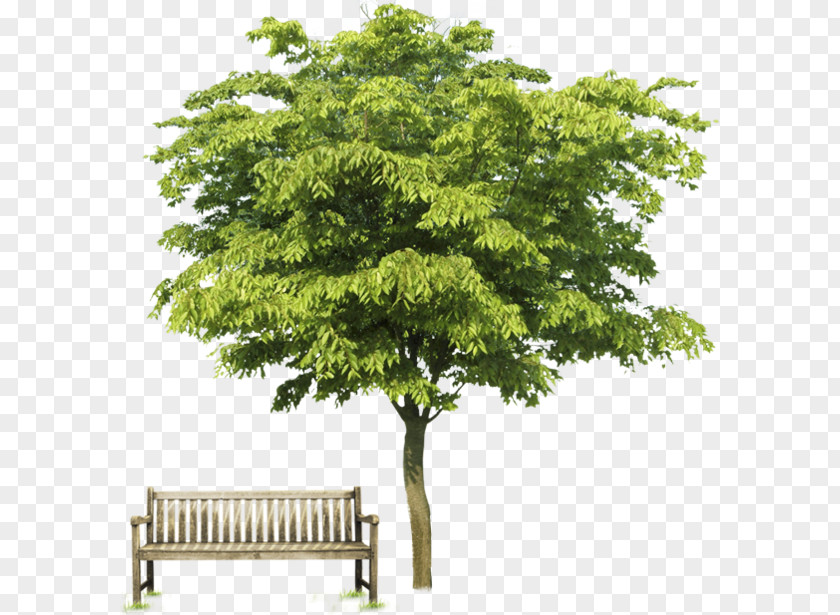 Tree Stock Photography Oak PNG
