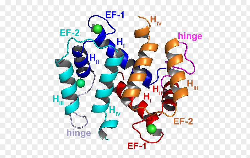 Chromosome S100 Protein Laboratory Experiment Organism PNG