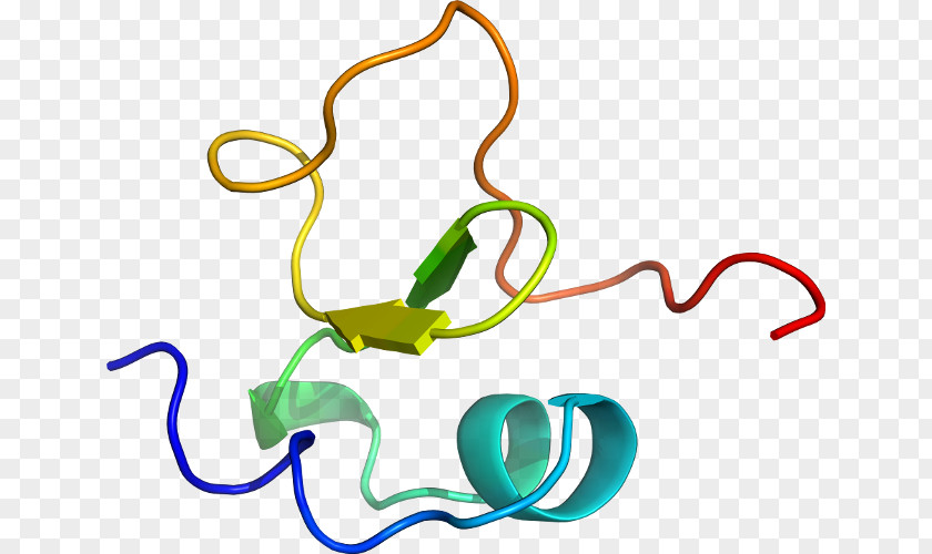 Clip Art Line Point Product Design Organism PNG