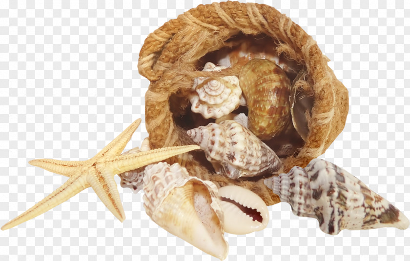 Conch Seashell Starfish Mussel PNG