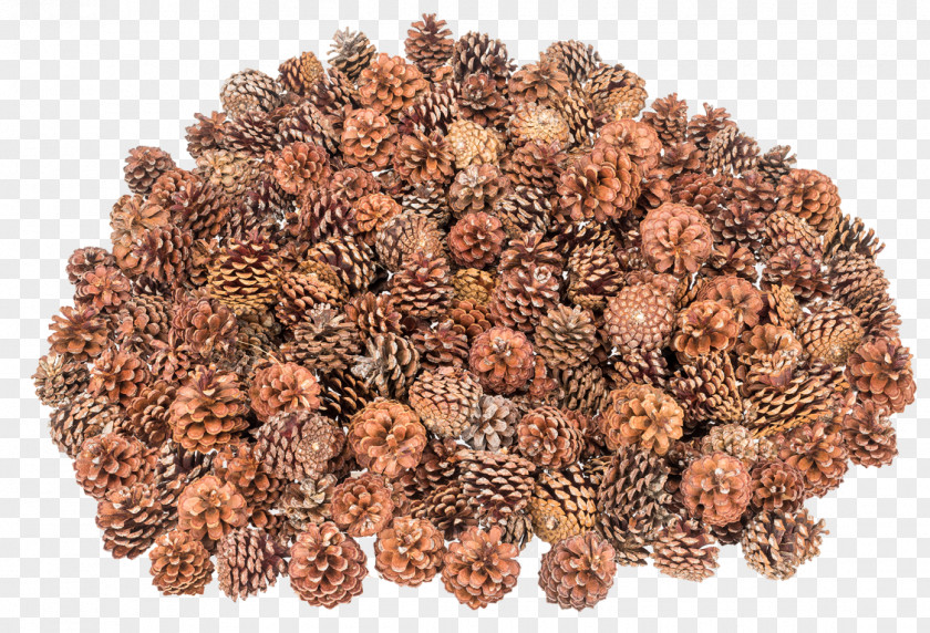 EUKALYPTUS Pine Green Roof Askartelu Conifer Cone Christmas Day PNG