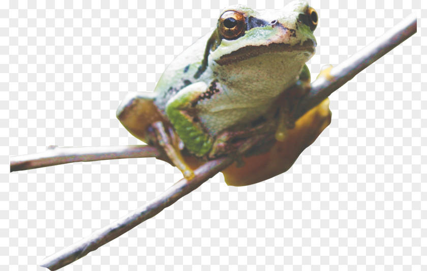 Frog True Tree Toad PNG