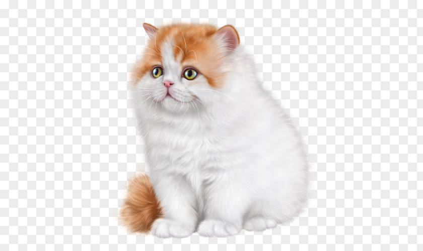 Kitten British Semi-longhair Ragamuffin Cat Asian Persian PNG