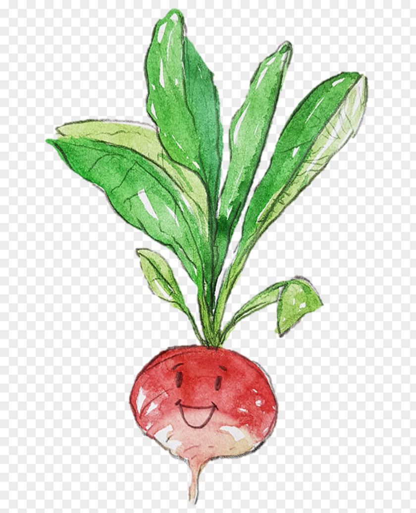 Leaf Vegetable Plant Stem Fruit PNG