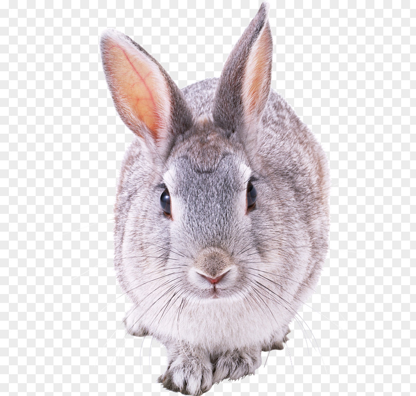 OceN Hare European Rabbit Clip Art PNG