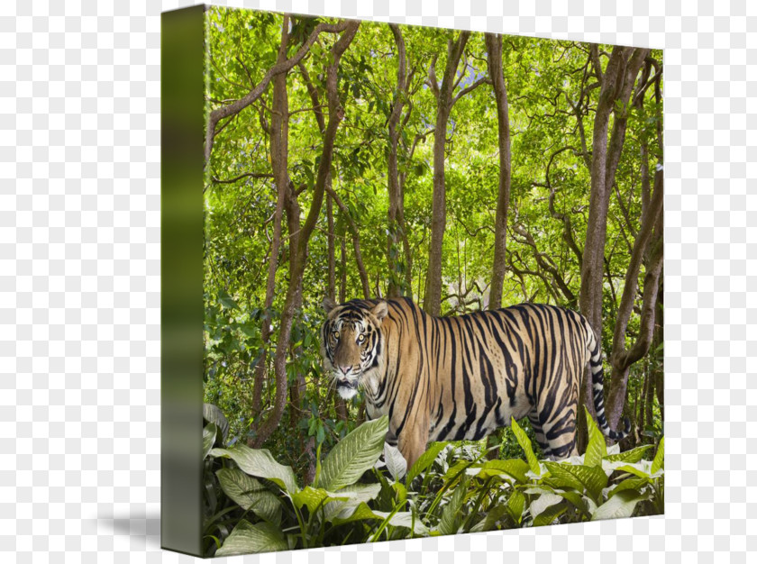 Tiger Ecosystem Fauna Rainforest Cat PNG