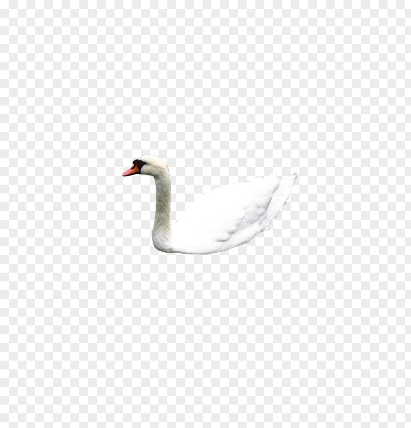 White Swan Mute Flight Illustration PNG
