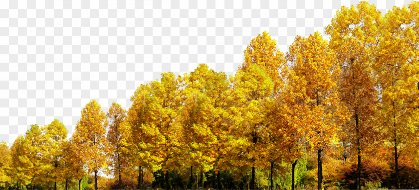 An Autumn Trees PNG autumn trees clipart PNG