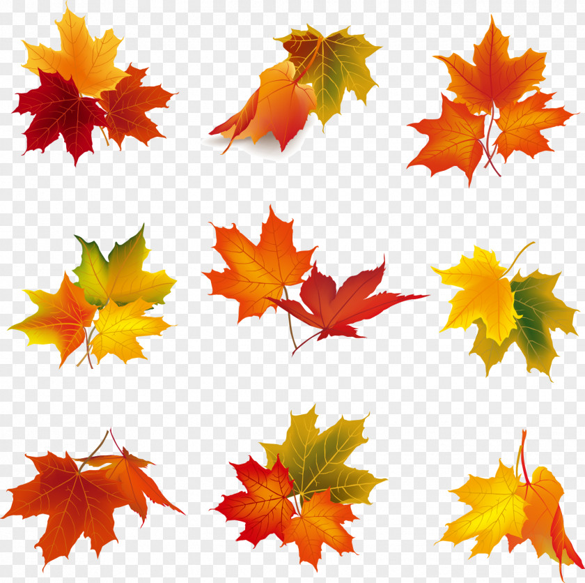 Autumn Leaves Vector Elements Leaf Color Clip Art PNG