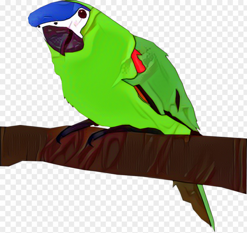 Budgerigar Parrot Bird Parakeet Macaw PNG