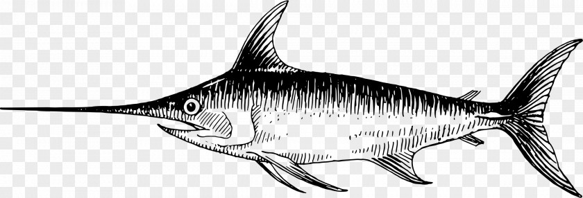 Fish Swordfish Drawing Sketch PNG