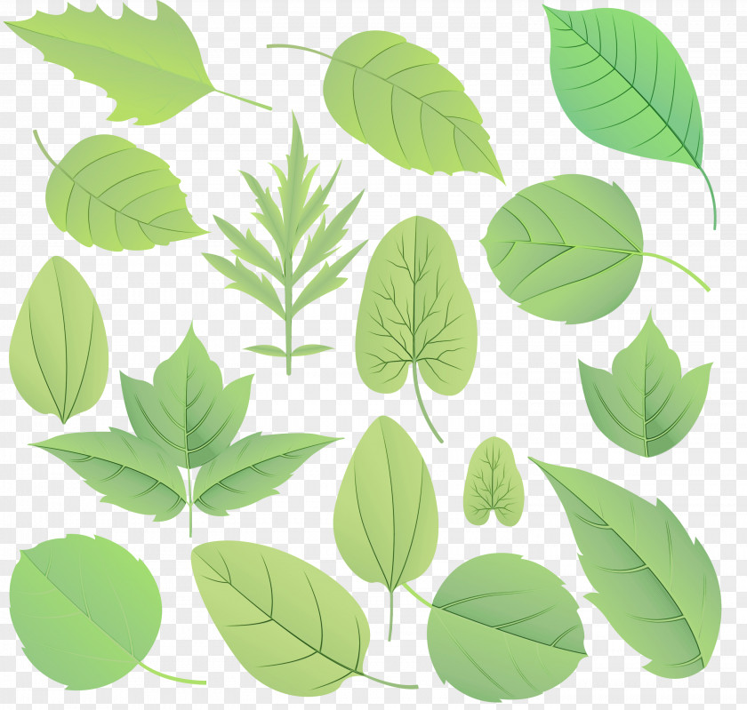 Flowering Plant Botany Green Leaf Watercolor PNG