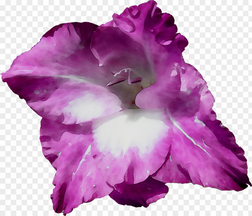 Gladiolus Herbaceous Plant Cattleya Orchids Plants PNG