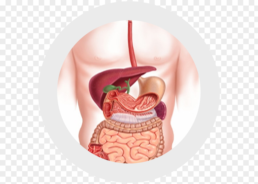 Health Gastrointestinal Tract Digestion Human Digestive System Endoscopy Gastroenterology PNG