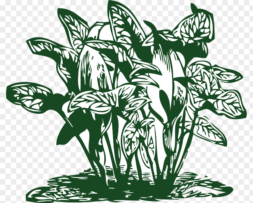 Vegtable Pictures Plant Tropics Tropical Vegetation Clip Art PNG