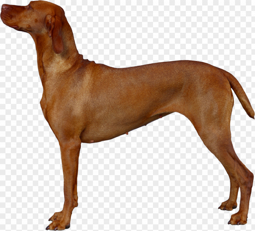 Accessoires Dog Vizsla Redbone Coonhound Rhodesian Ridgeback Azawakh Breed PNG