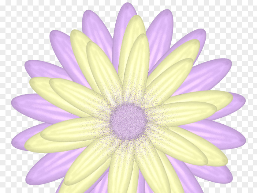 Magenta Daisy Family Drawing Of PNG