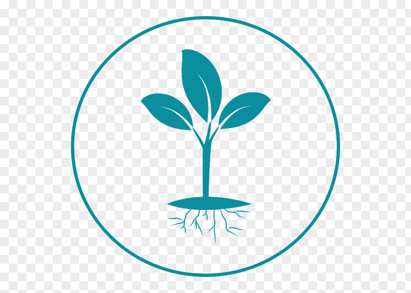 Plant Rooting PNG