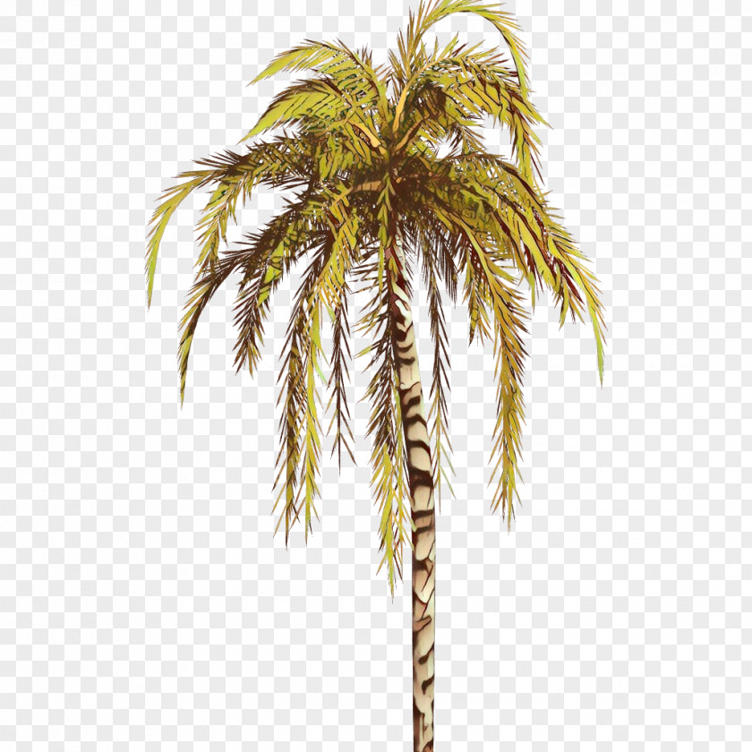 Terrestrial Plant Coconut Palm Tree PNG