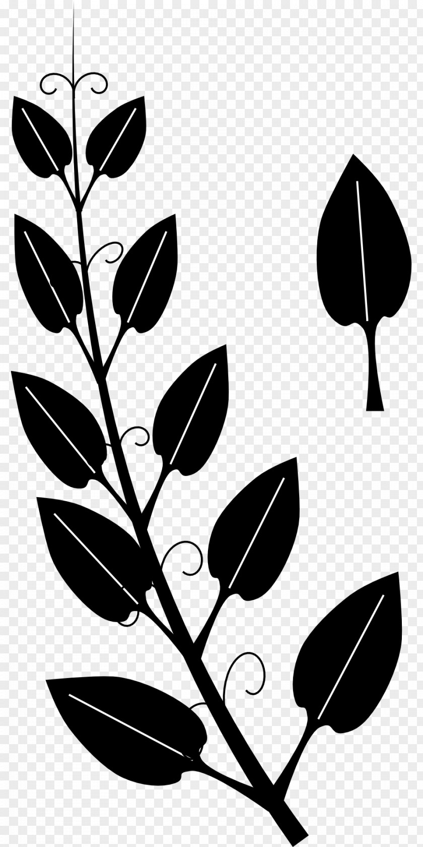Vine Tendril Drawing Ivy Clip Art PNG