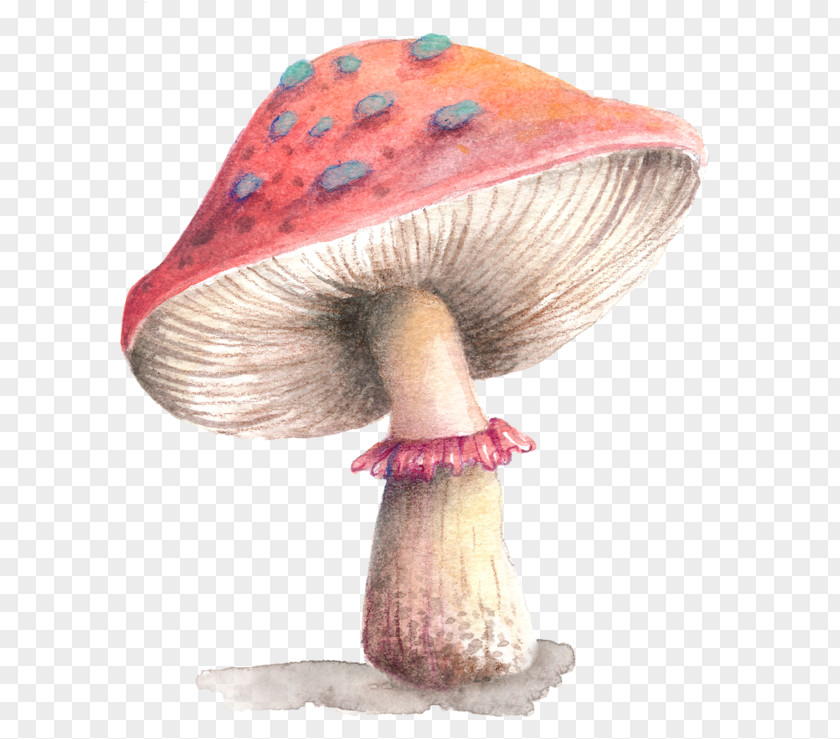 Abalone Mushrooms Download Computer File Clip Art Color PNG