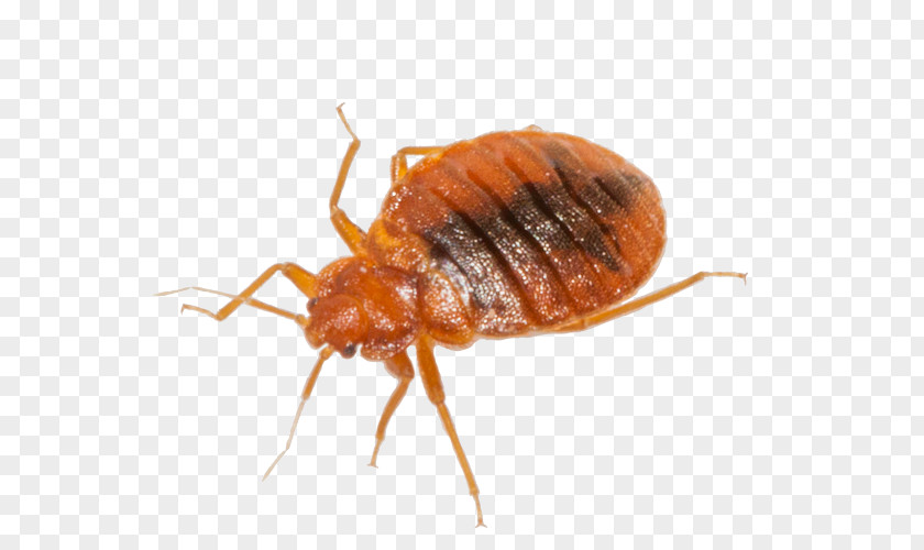 Bug Cockroach Mosquito Insect Rodent Bed PNG