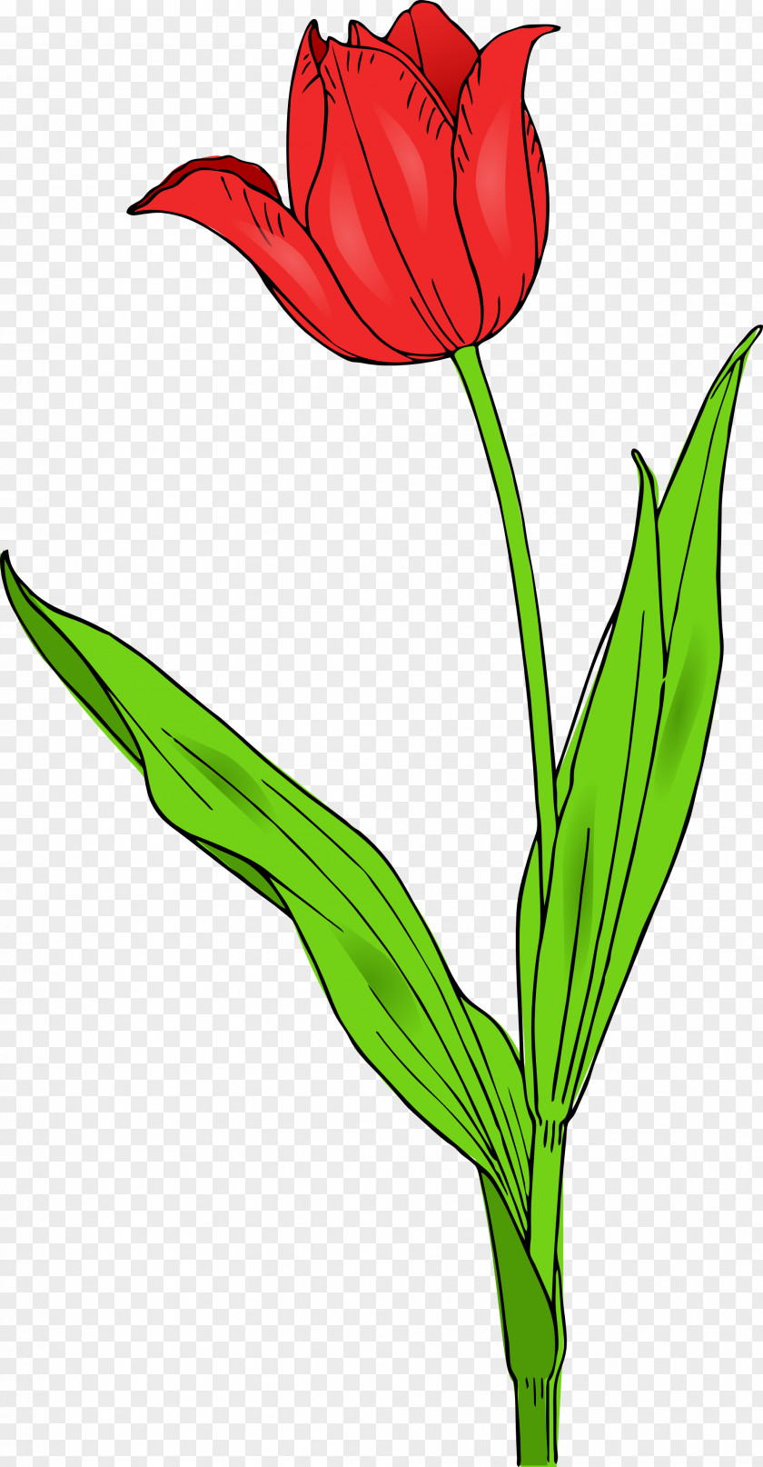Free Tulip Clipart Tulipa Gesneriana Flower Content Clip Art PNG