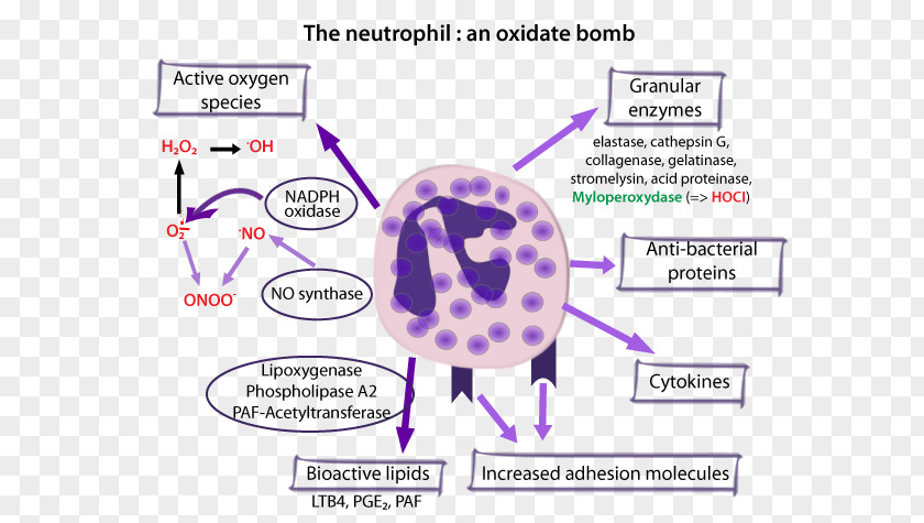 Fruit Enzyme The Neutrophil Myeloperoxidase Oxidizing Agent PNG