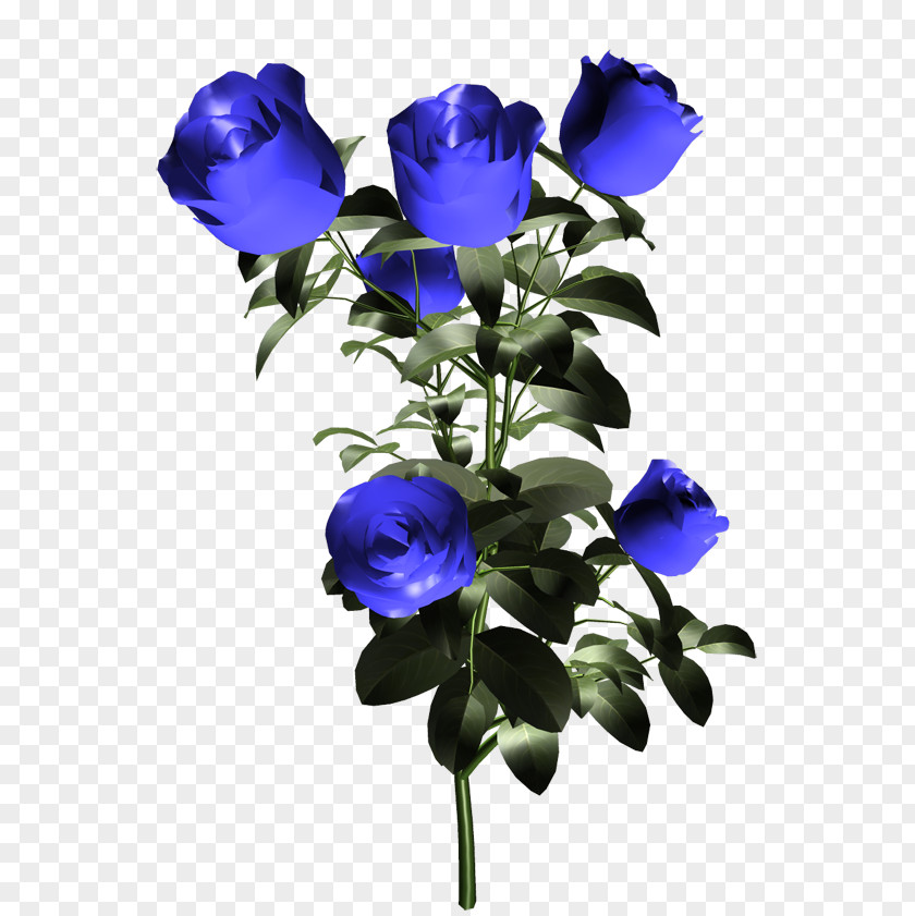 Imported Blue Rose Garden Roses Flower PNG