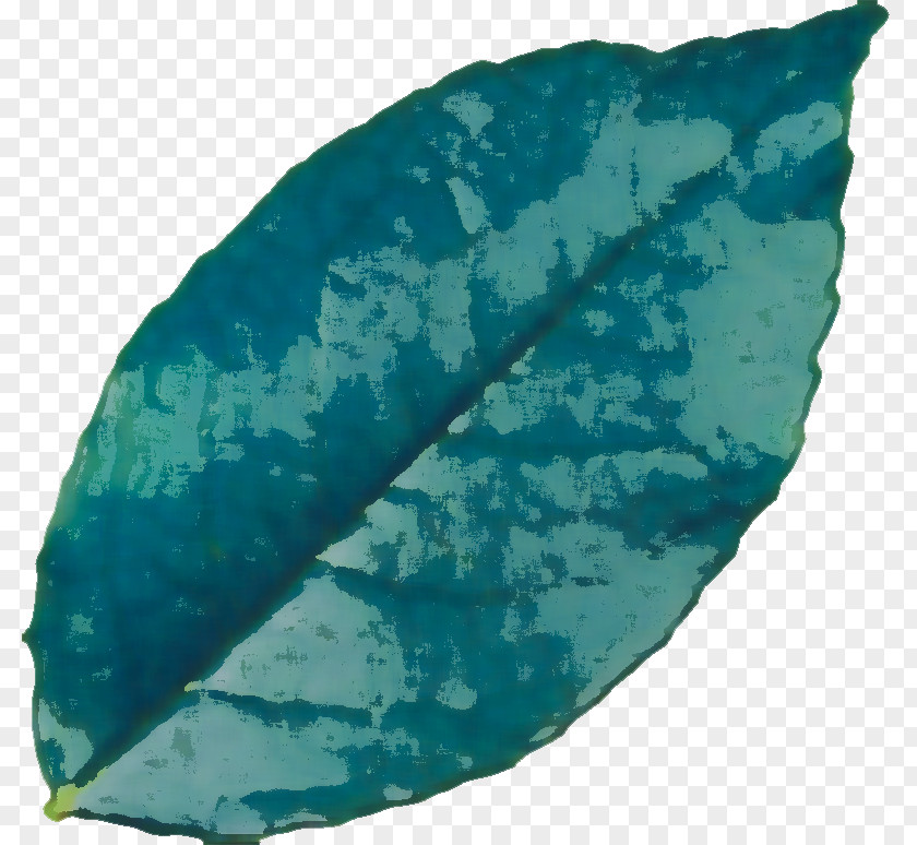 Leaf Turquoise Biology Plants Science PNG