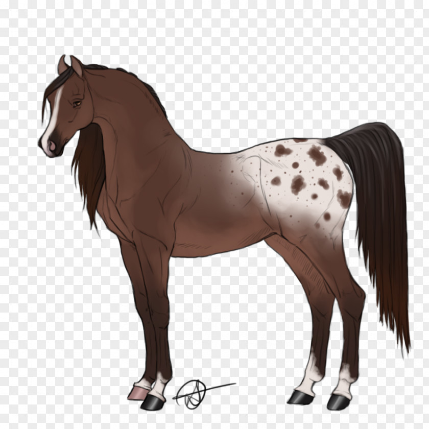 Mustang Foal Rein Stallion Mane Mare PNG
