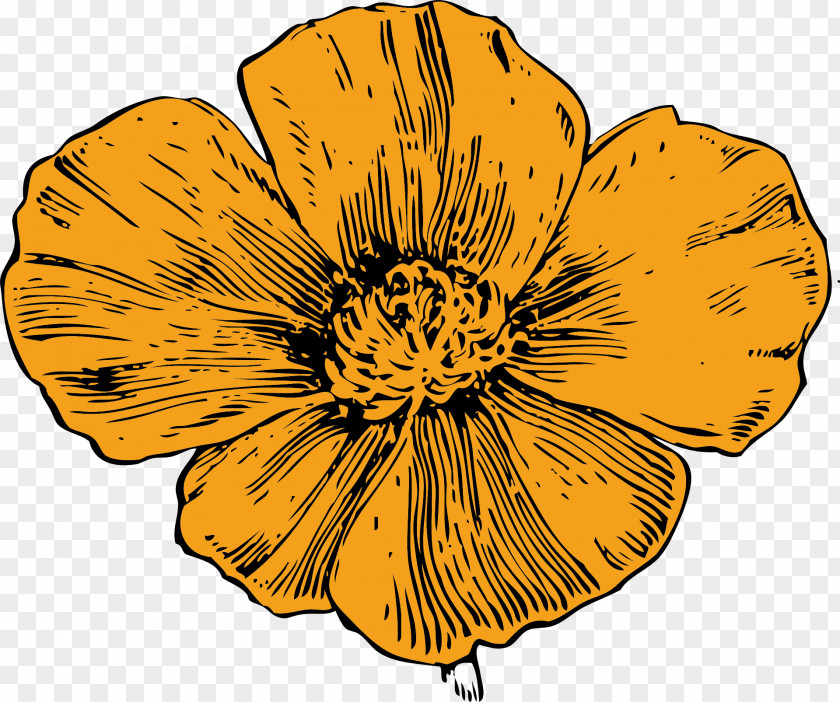 Poppy Flower California Drawing PNG