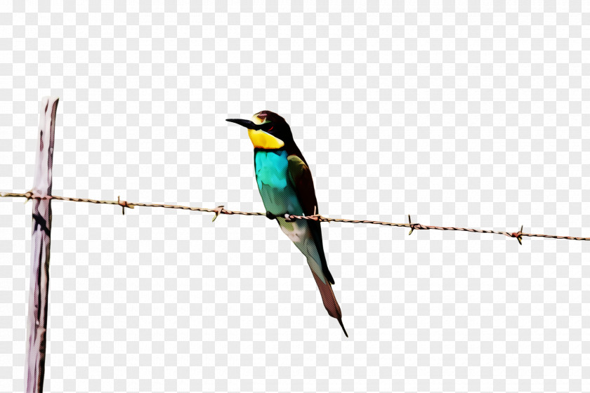 Songbird Twig Hummingbird PNG