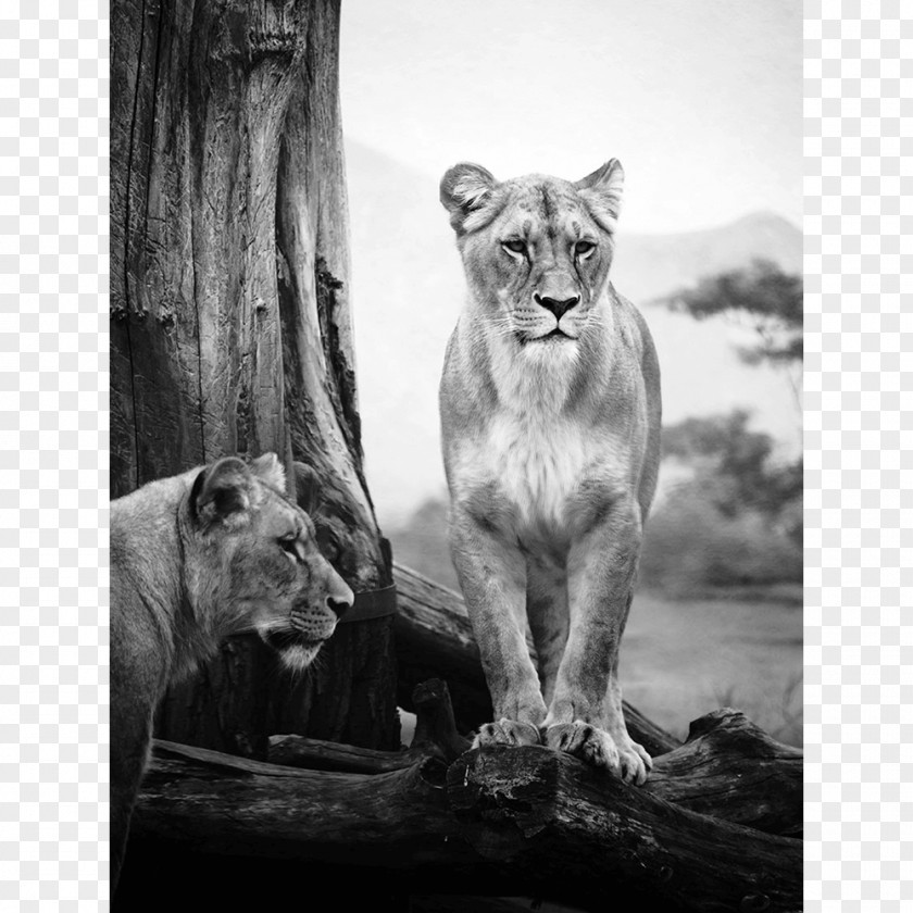 African Print Lion Felidae Wildcat Safari Serengeti PNG