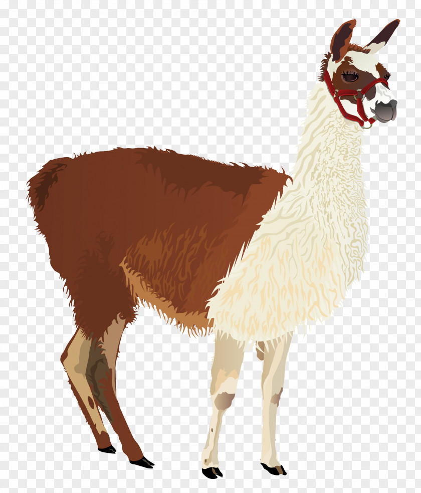 Alpaca Llama Clip Art PNG