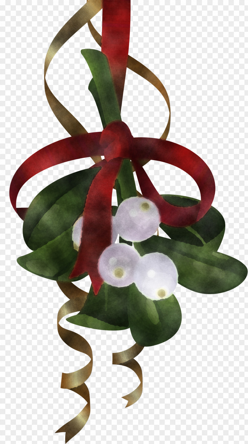 Anthurium Plant Flower PNG